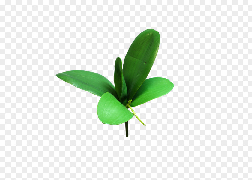 Leaf Shrub Plant Stem Orchids Cut Flowers PNG