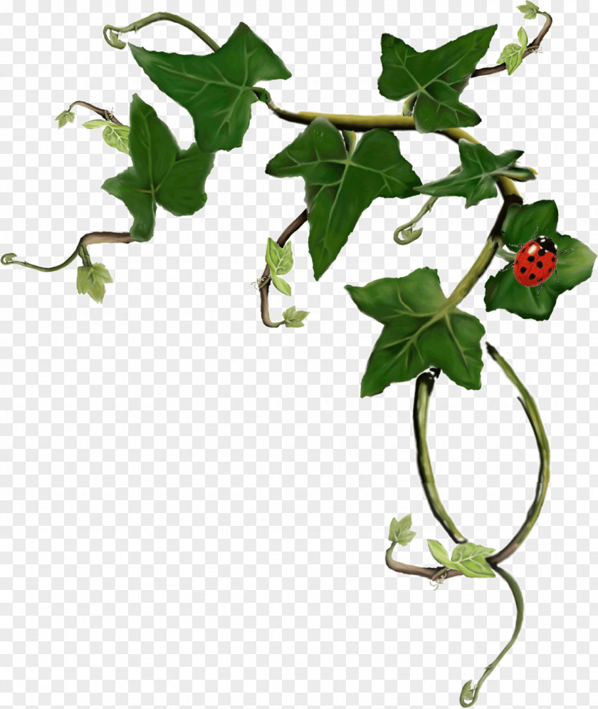 Plant Common Ivy Stem LRM PNG