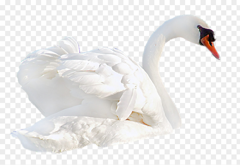 Swan Cygnini Duck Bird Clip Art PNG