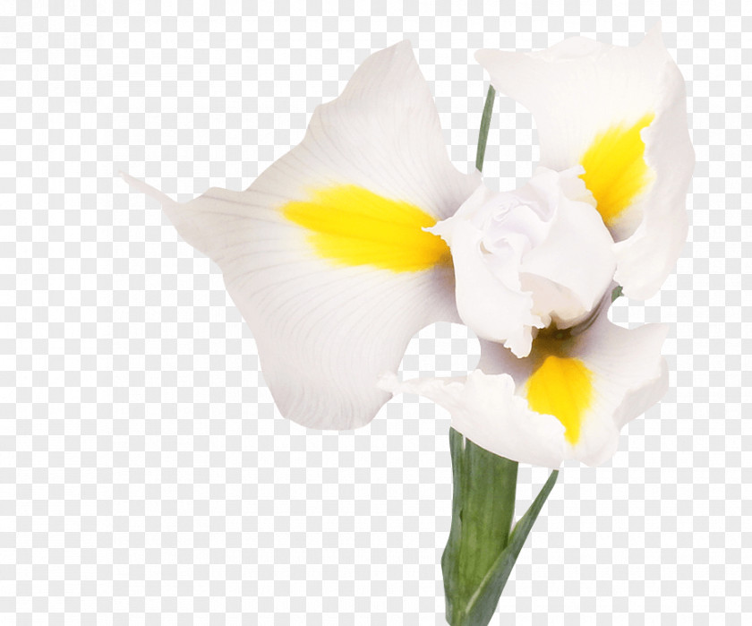 Tulip Irises White Flower Bouquet PNG