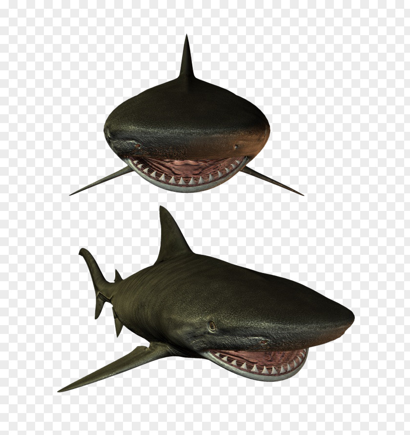 Two Sharks Shark Fish Marine Biology PNG