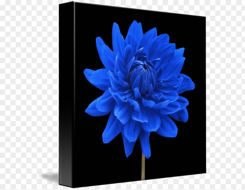 Flower Blue Dahlia Floral Design Plant PNG