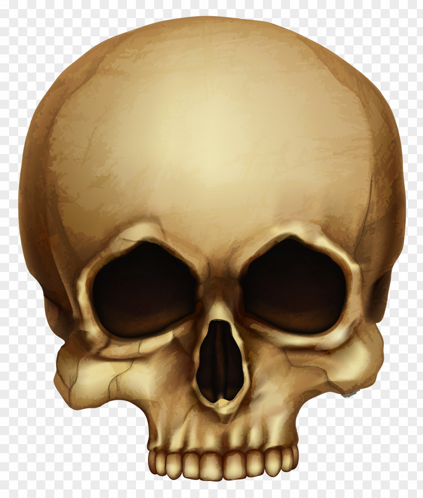 Halloween Skull Picture Calavera Skeleton PNG