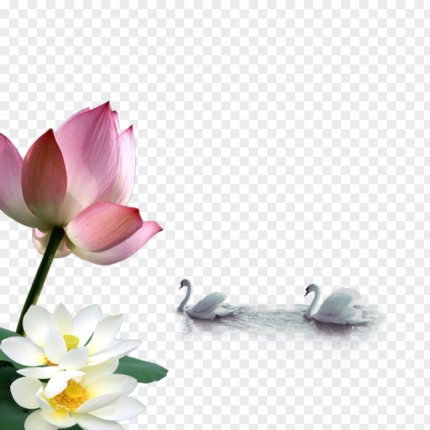Lotus And Swan Clothing Download Computer File PNG