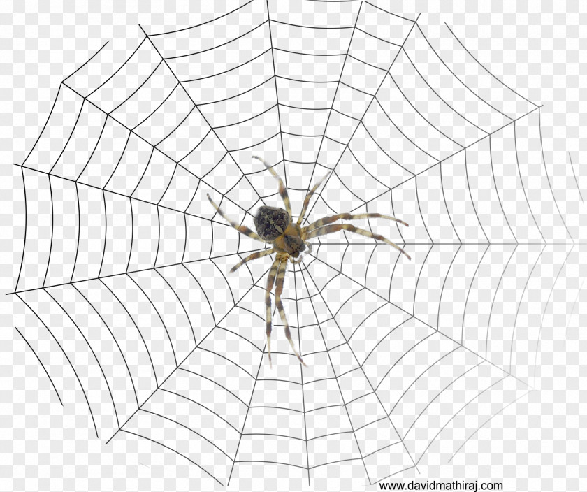 Spider Web The Bible: Old And New Testaments: King James Version Drawing PNG