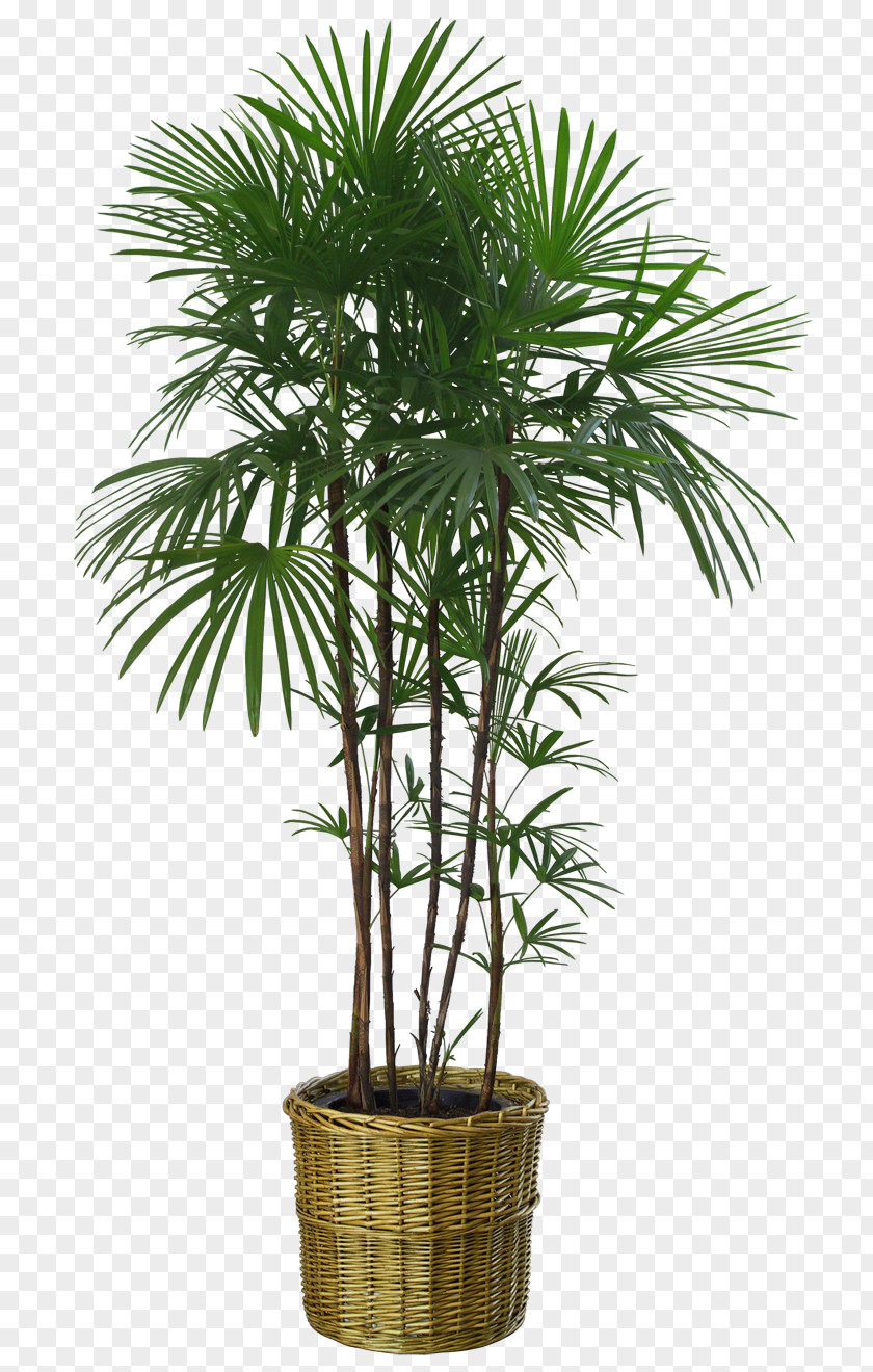 Plant Flowerpot Houseplant Tree Bench Bamboo PNG