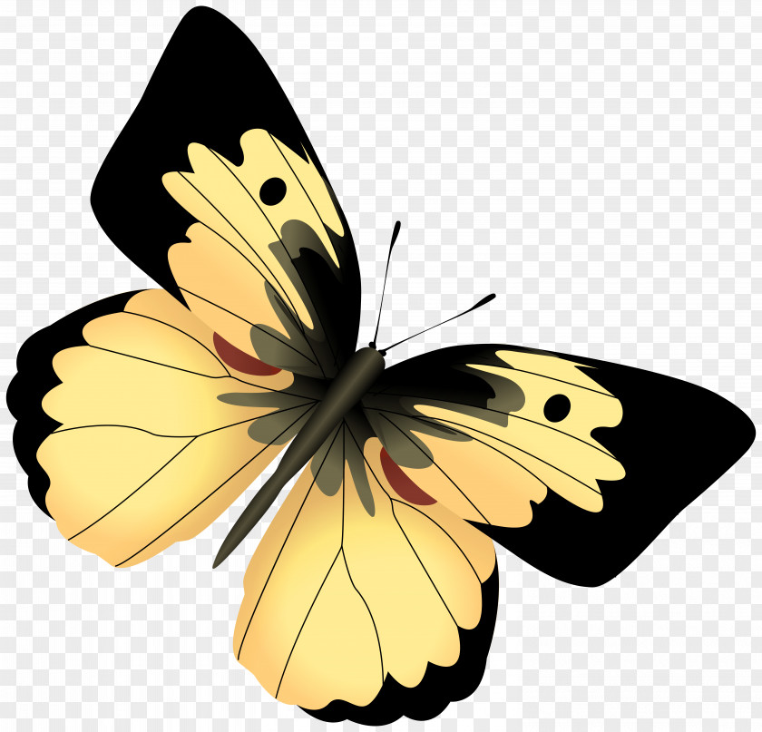Yellow And Black Butterfly Clipart Image Monarch Clip Art PNG