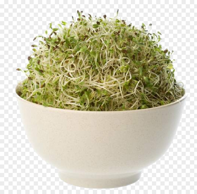 Alfalfa Organic Food Seed Sprouting PNG