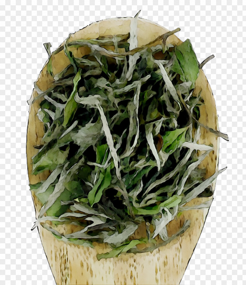Bai Mudan Herb PNG