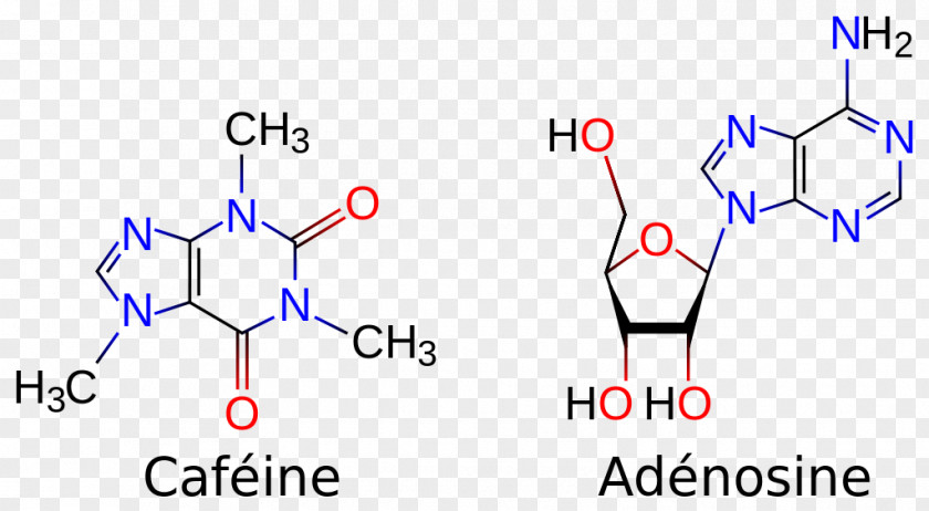 Coffee Tea Caffeine Adenosine Molecule PNG