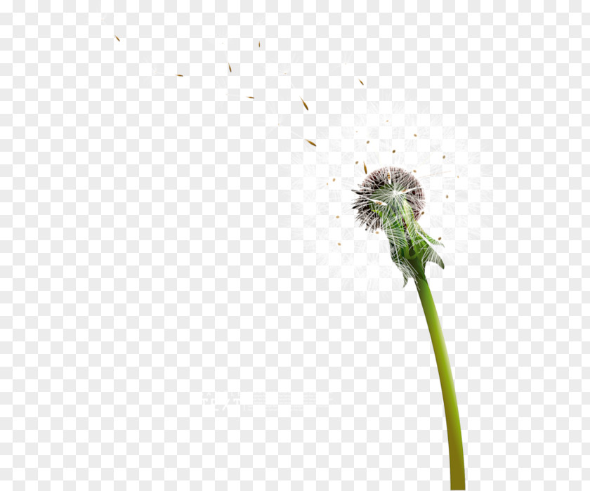 Common Dandelion PNG