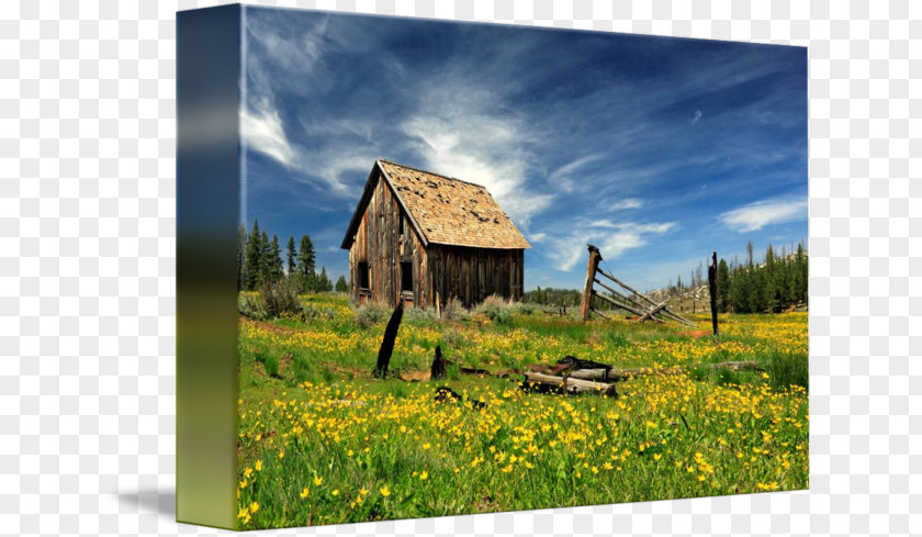 Flowers Field Gallery Wrap Canvas Prairie Stock Photography PNG