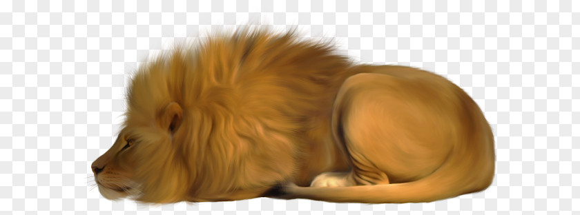 Hand-painted Golden Lion Puppy Felidae Leopard Cat PNG