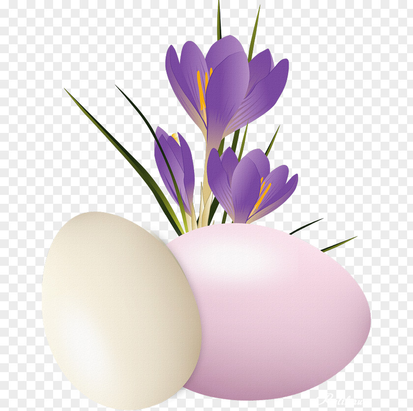 Happy Spring! Crocus Vernus Flavus Chrysanthus Clip Art PNG