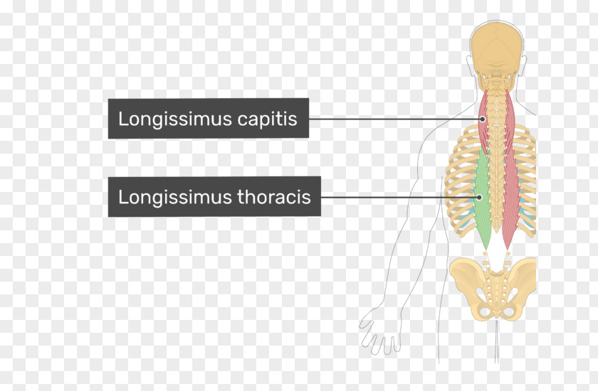 Latissimus Dorsi Longissimus Thoracis Muscle Transversus Splenius Capitis PNG