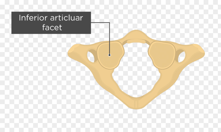 Occipital Vein Atlas Articular Processes Cervical Vertebrae Axis PNG