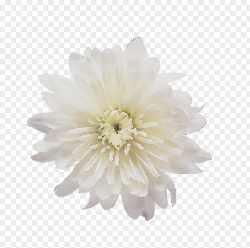 Transvaal Daisy Cut Flowers Chrysanthemum Dahlia PNG