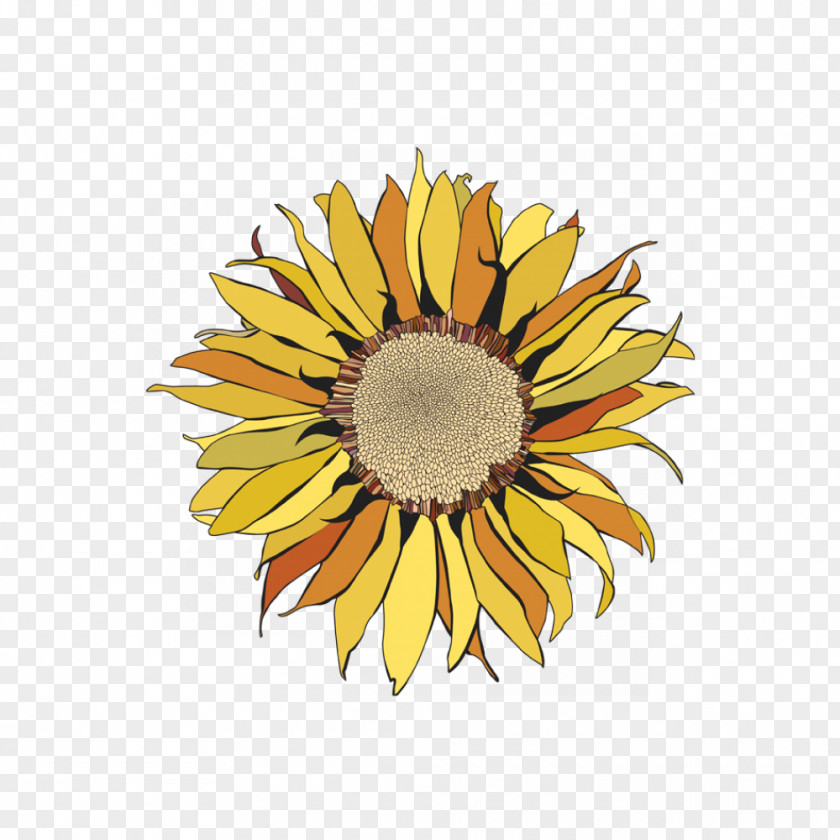 Girasole Common Sunflower Seed Cut Flowers Petal PNG