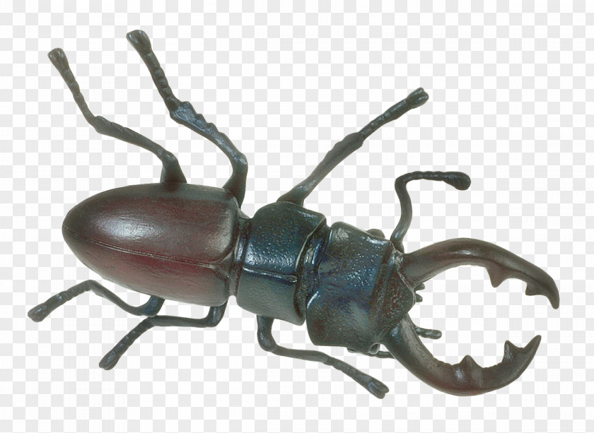 Insect Japanese Rhinoceros Beetle PNG