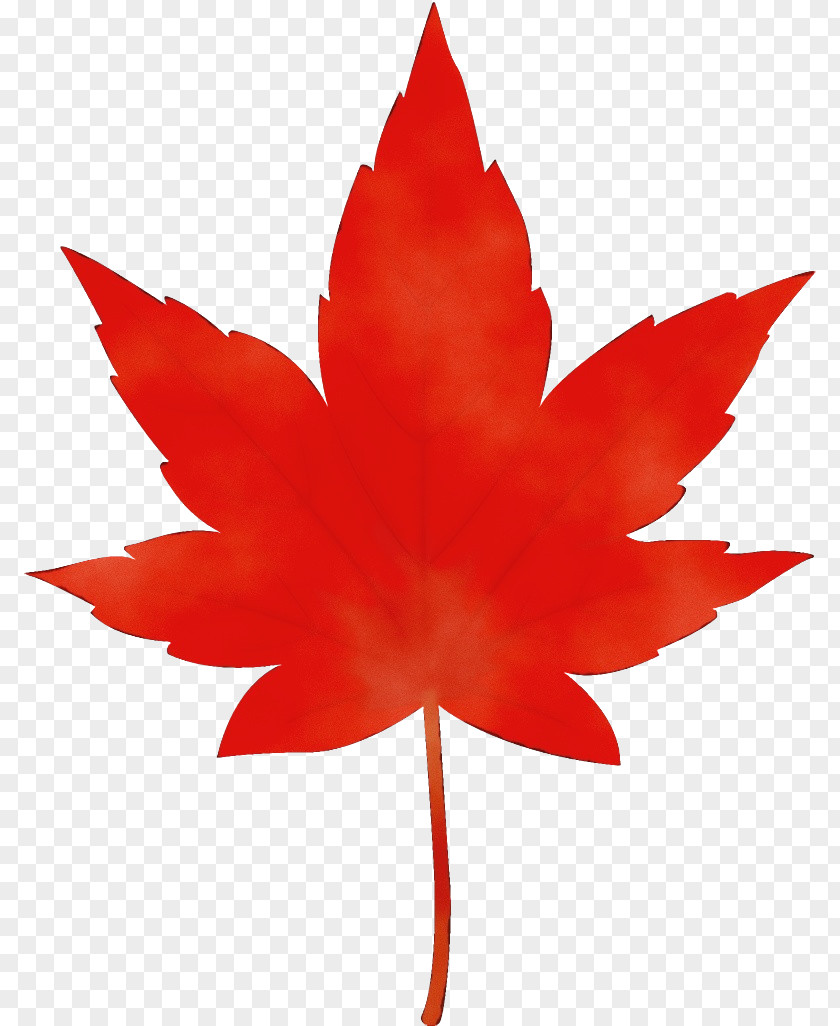 Maple Sweet Gum Leaf PNG