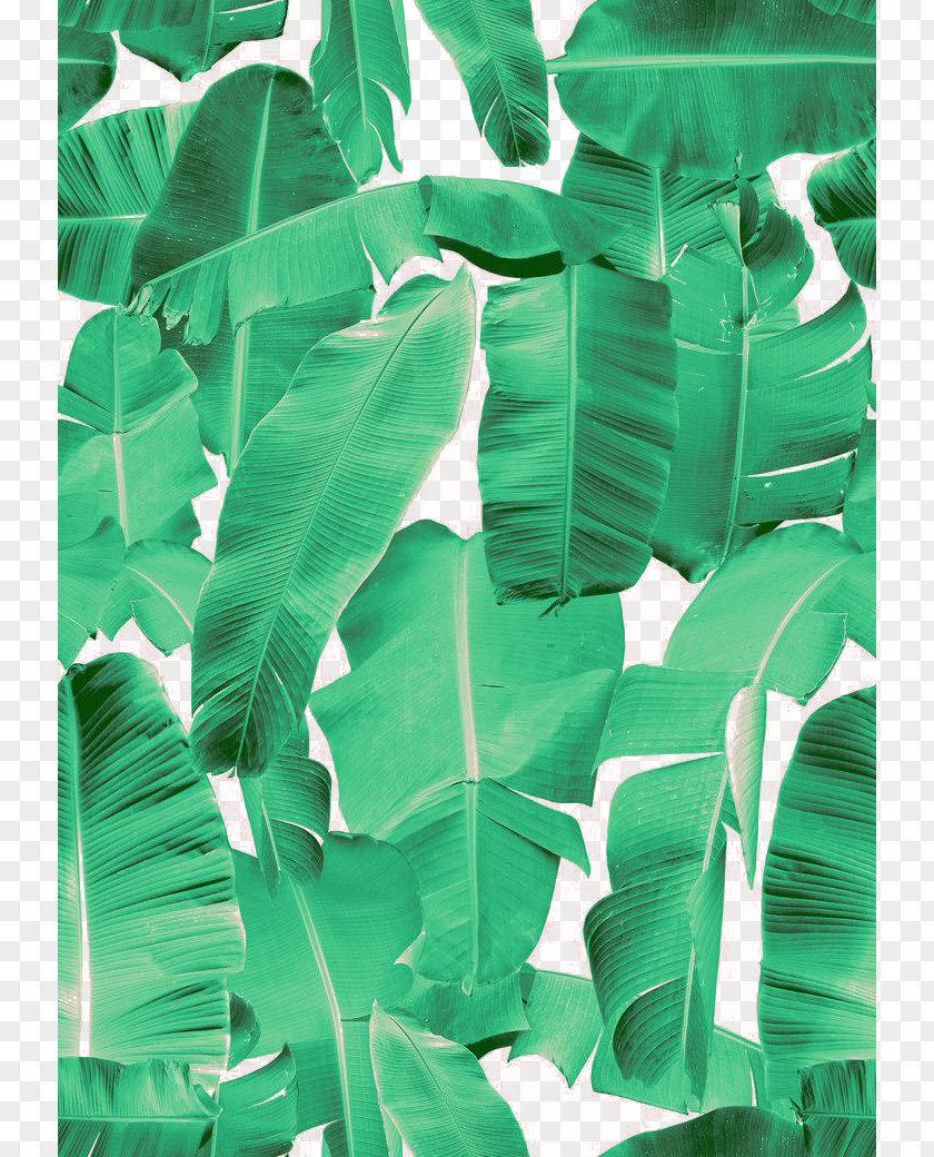 Palm Leaf Banana Picture Frame Interior Design Services Flower PNG