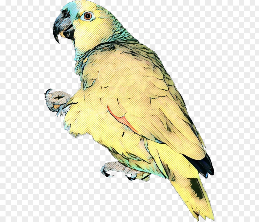 Parrot Lovebird Macaw Image PNG