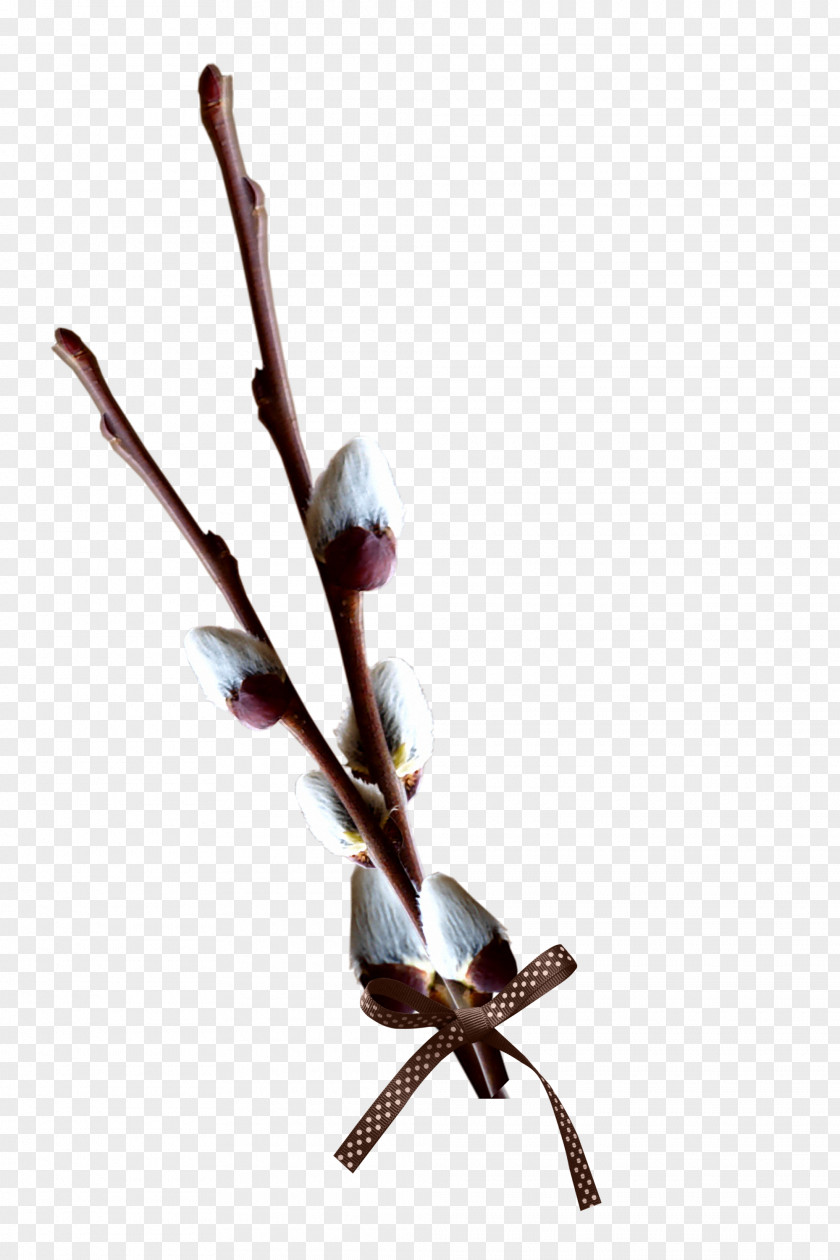 Pin Willow Tree Clip Art PNG