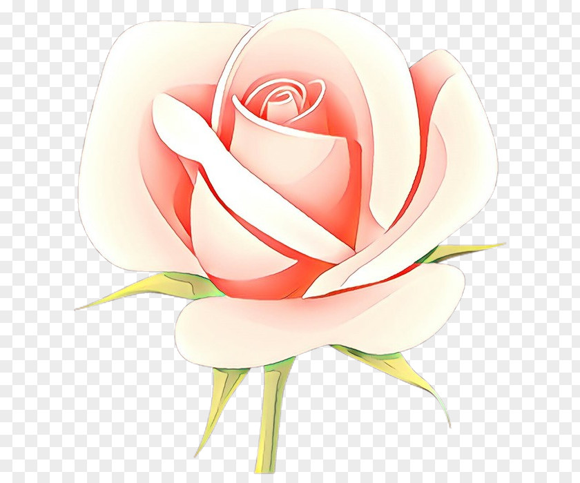 Plant Rose Family Garden Roses PNG