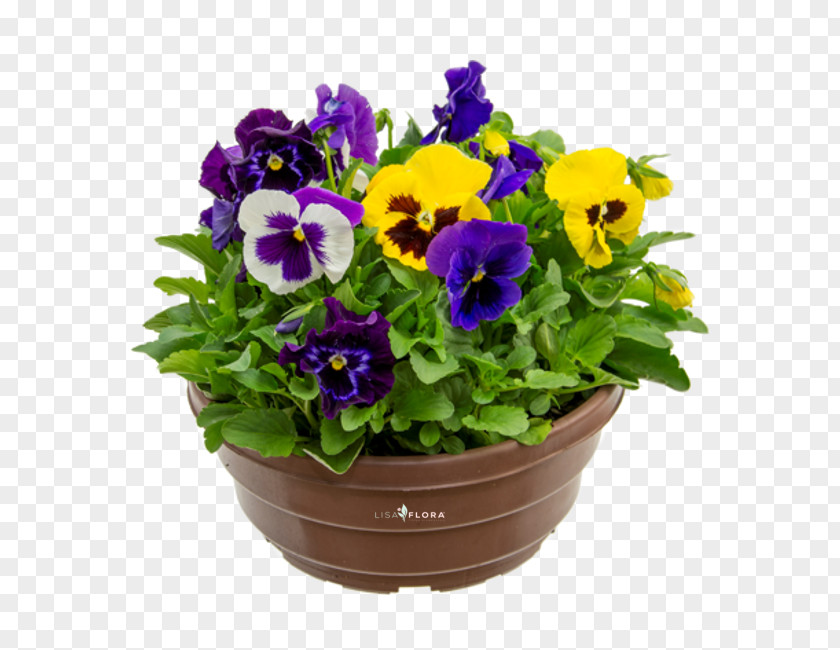 Violet Pansy Flowerpot Annual Plant Herbaceous PNG