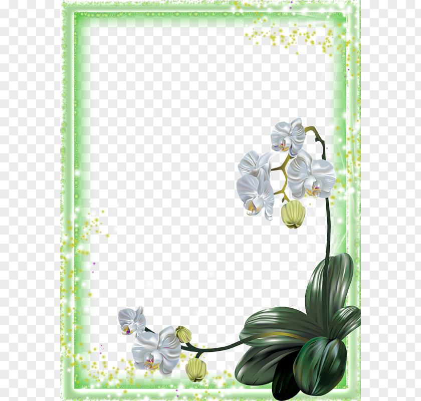 White Rose Frame Moth Orchids Flower Clip Art PNG