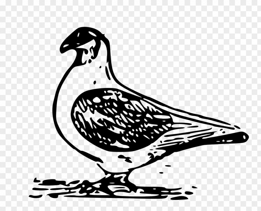 Carrier Pigeon Domestic Columbidae Clip Art PNG