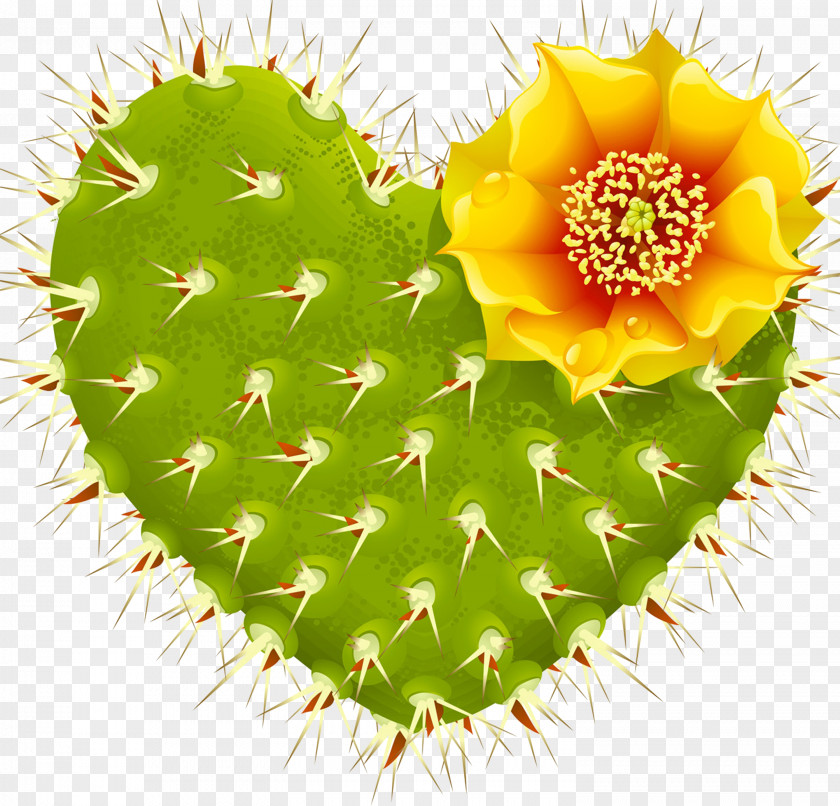 Heart Cactaceae Thorns, Spines, And Prickles Nopal PNG
