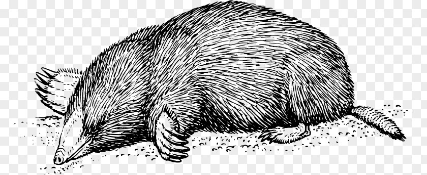 Mole European Moles Rat PNG