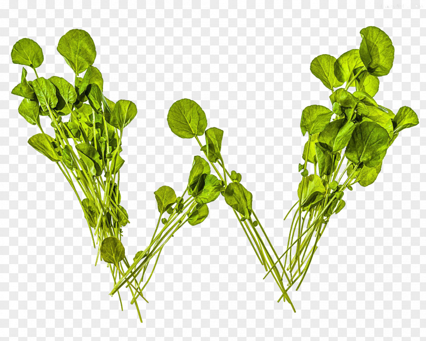 W Watercress Arugula Clip Art PNG