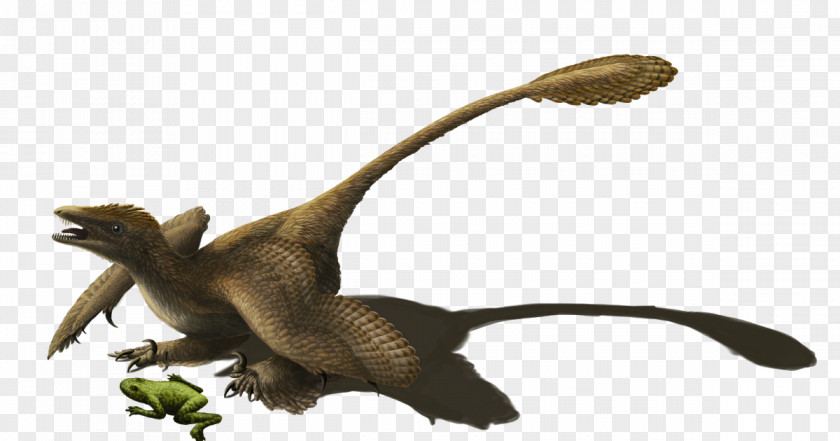 Dinosaur Velociraptor Sinornithosaurus Microraptor Utahraptor Reptile PNG