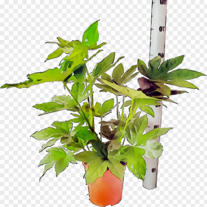 Flowerpot Leaf Houseplant Plant Stem Plants PNG