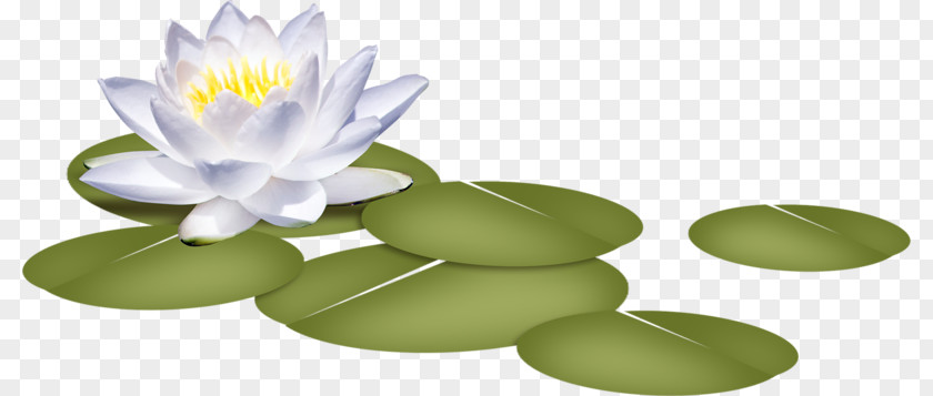 Hand-painted Water Lilies Nelumbo Nucifera Flower Nymphaea Alba Clip Art PNG