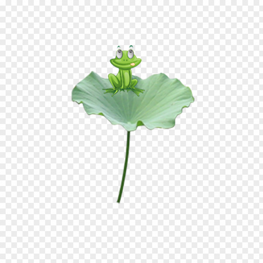 Lotus Leaf Frog Edible Nelumbo Nucifera PNG