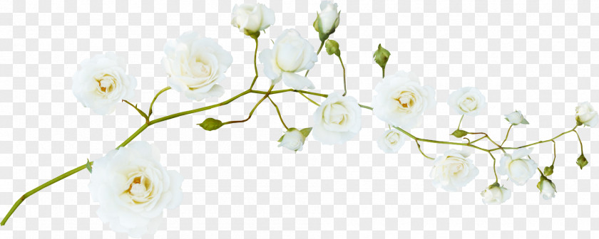 Pretty White Flowers PNG white flowers clipart PNG