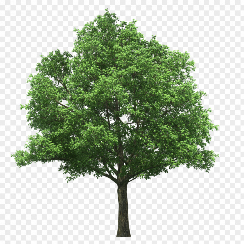 Tree Linden Alley Tilia Platyphyllos Stock Photography PNG