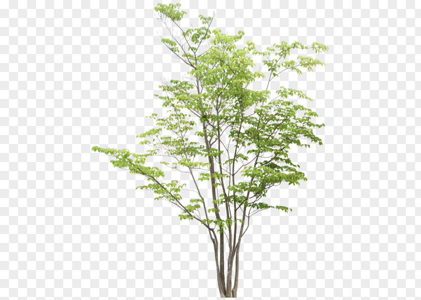 Tree Rendering Adobe Photoshop Elements PNG