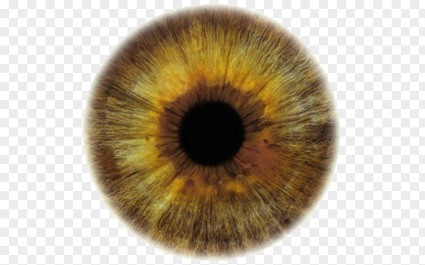 Eye Color Iris Scheme PNG