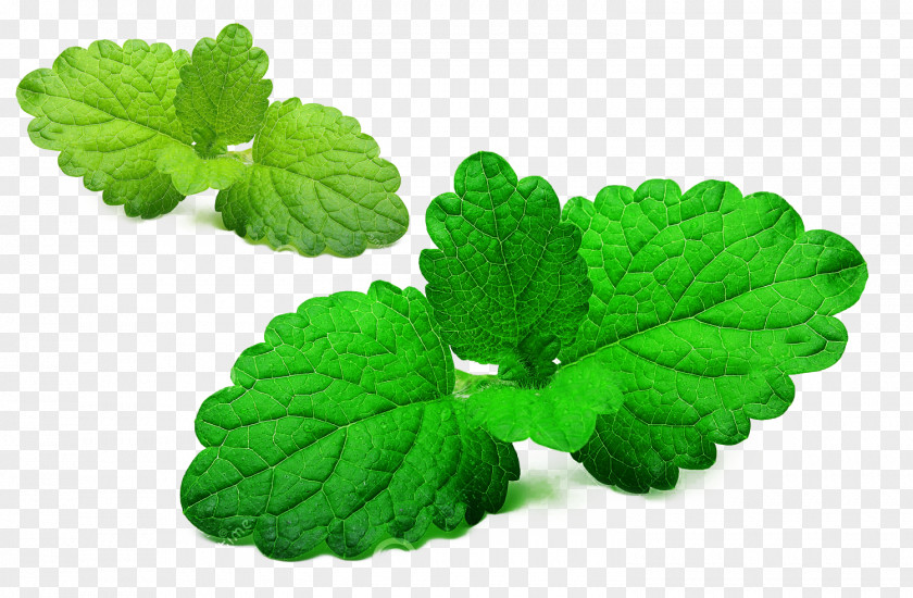 Lemon Leafy Leaf Material Mentha Spicata Balm Green PNG