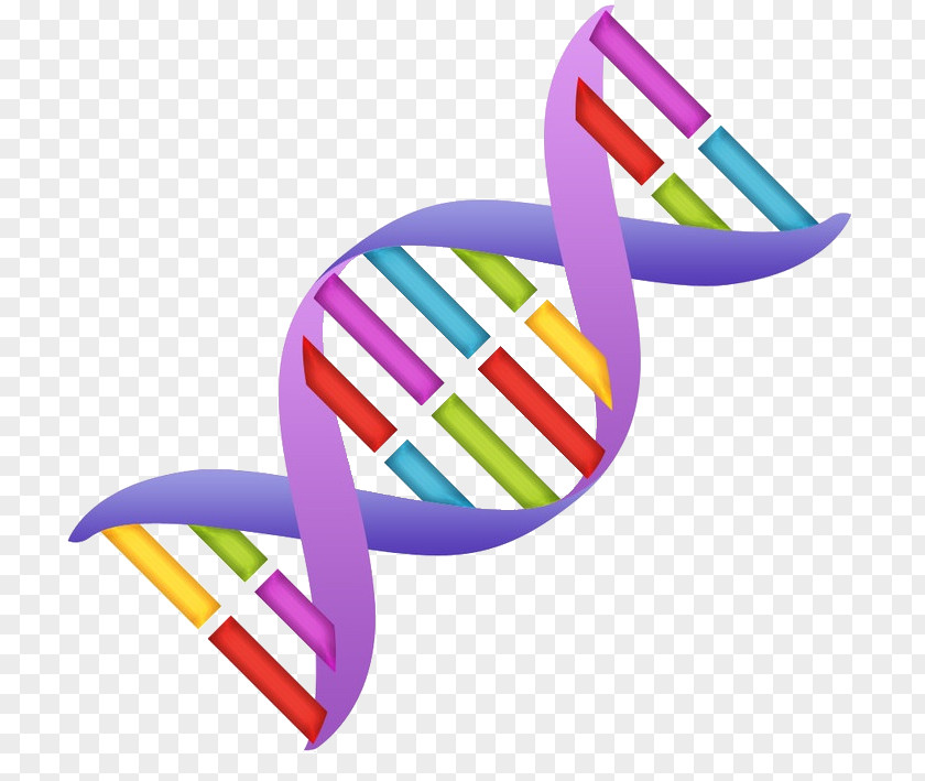 Nucleic Acid Double Helix DNA Clip Art PNG