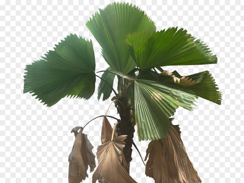 Plant Asian Palmyra Palm Arecaceae Licuala Grandis Fan-leaved Palms PNG