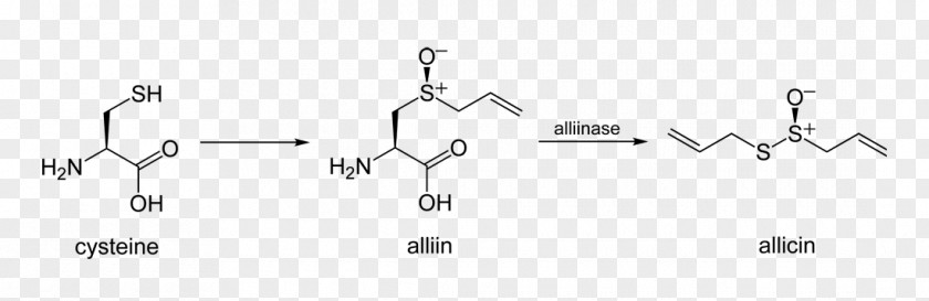 Allicin Alliinase Diallyl Disulfide Garlic PNG