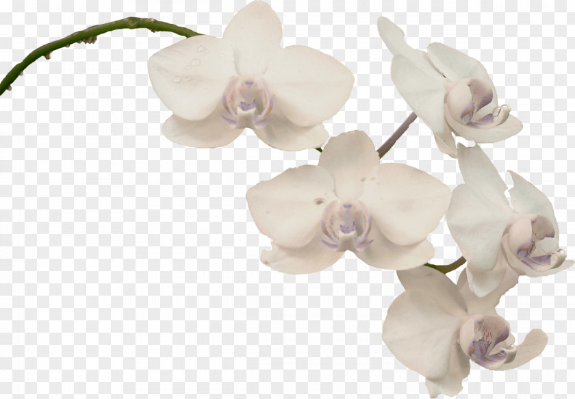 Orchids Moth Plant Clip Art PNG
