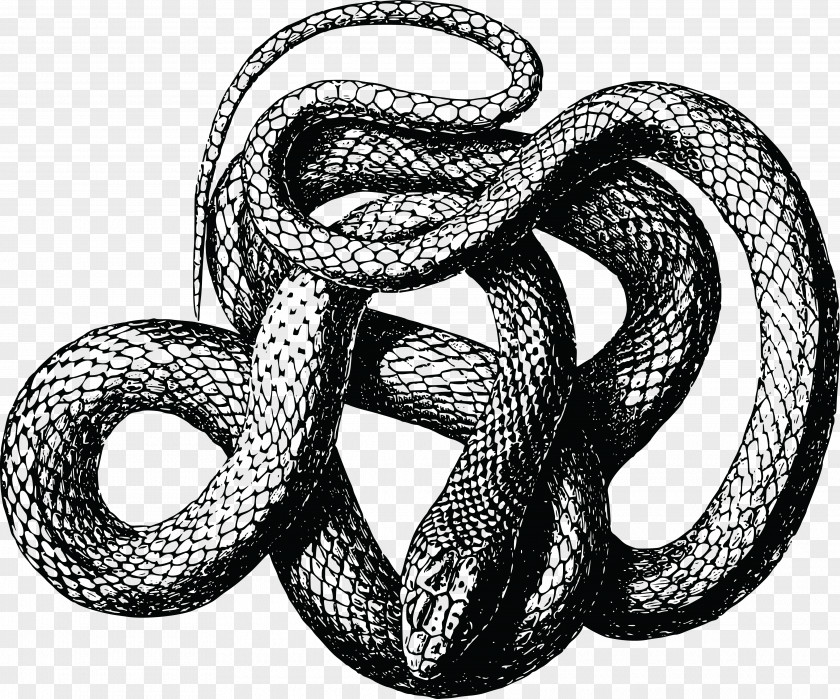 Snakes Black Rat Snake Copperhead PNG