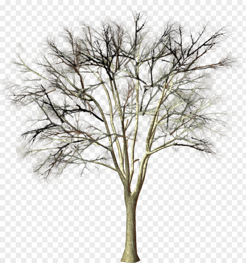 Snow Tree Branch Woody Plant Clip Art PNG