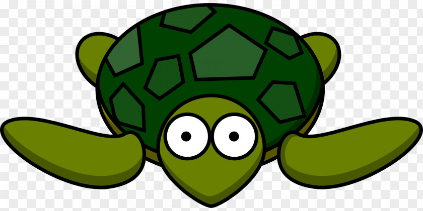 Tortoide Green Sea Turtle Drawing Clip Art PNG
